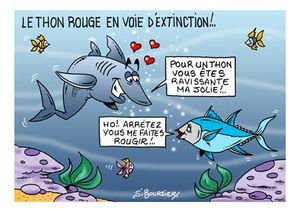 Thon rouge COUL