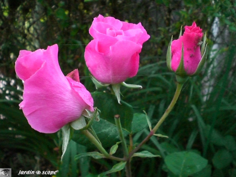 Rosa x Thé moderne 'The Mac Cartney Rose'®