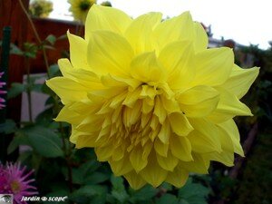 Dahlia_Monsieur_Loyal