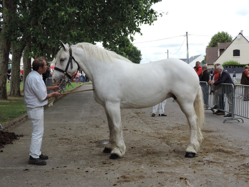 Quacahuète - 14 Juillet 2019 - Concours Chevalin d'Arneke (59) - 7e (Non Suitées)