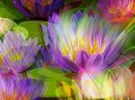ob_5202c0_fleurs-multicolores