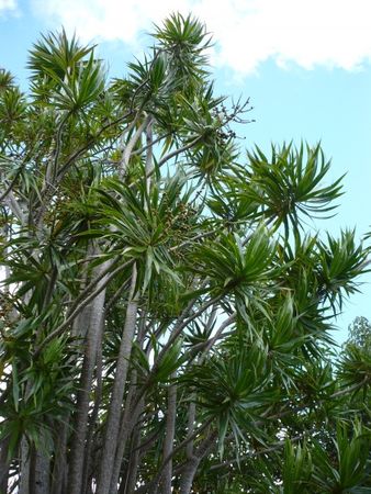 med_dracaena_reflexa_lam_visoflora_2993