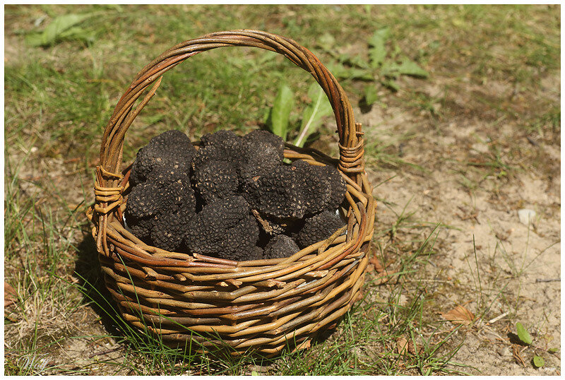 truffe-ete-18-01