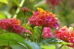 Lantanas