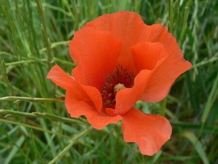 Coquelicot1__3_