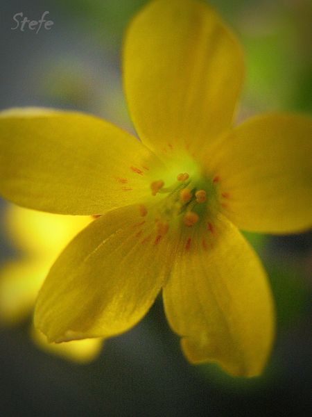 fleurs jaunes (5)