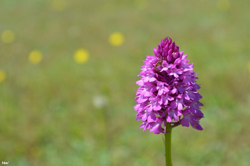 190622_orchis_pyramidal_2