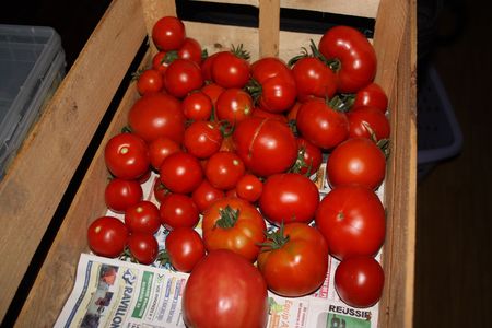 2009_08_05_Mes_tomates_ramass_es_ce_jour