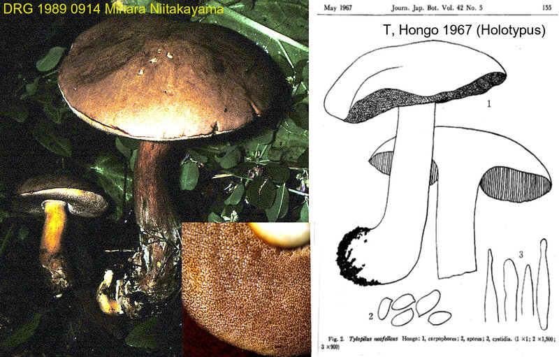 Tylopilus neofelleus 1989 0914 Niitakayama (Hongo JJB)