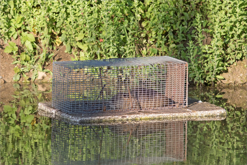 ville ragondin prisonnier cage 190618 ym