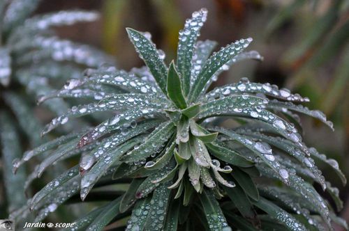 Sur le feuillage d'une Euphorbe characias