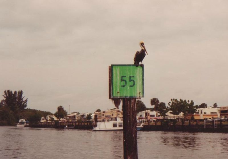 everglades en bateau 1997,Alligator 001