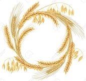 88771423-guirlande-en-épis-de-blé-d-orge-d-avoine-et-de-seigle-quatre-grains-de-céréales-avec-des-épis-et-un-es