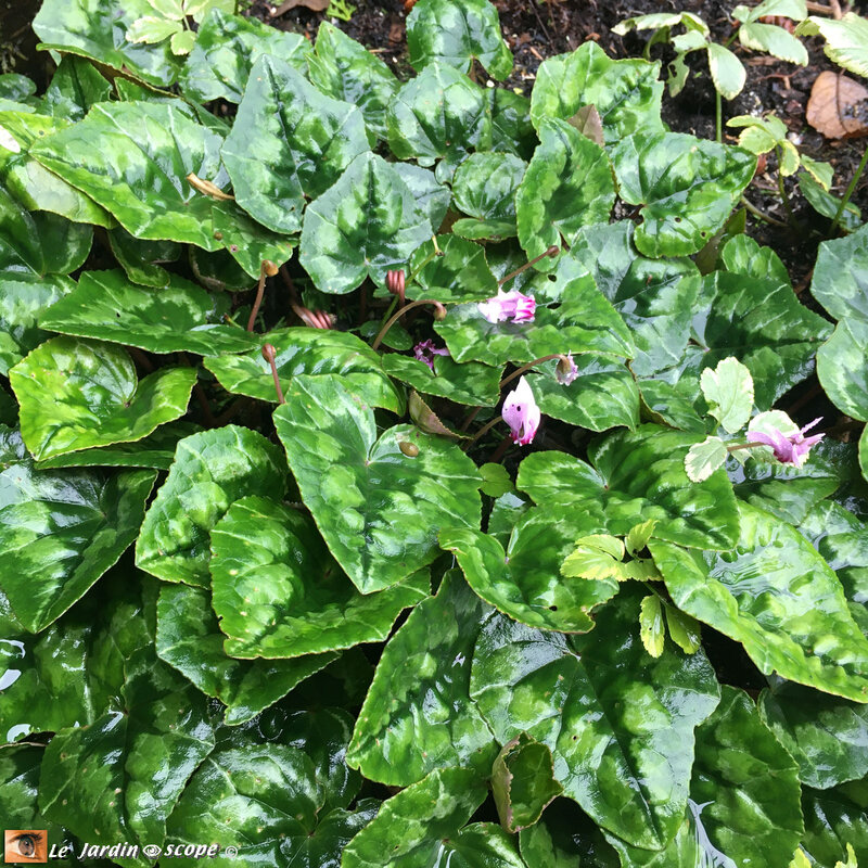 Cyclamen-de-Naples