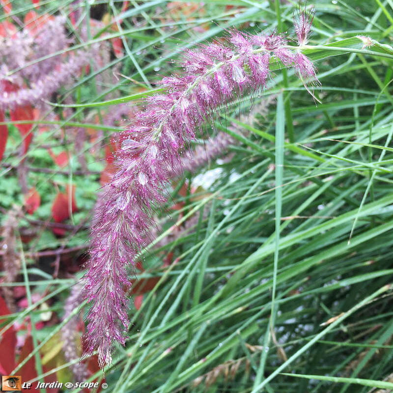 Pennisetum-2