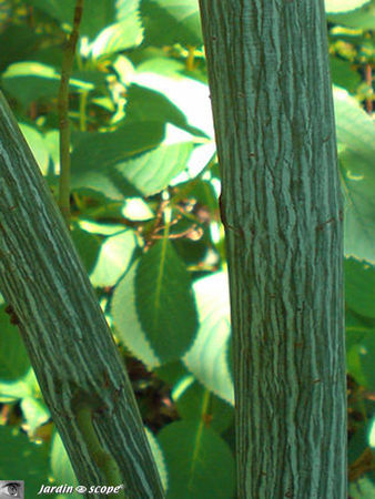 Acer_tegmentosum