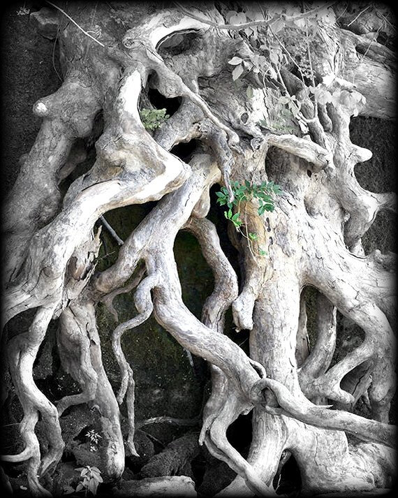arbre