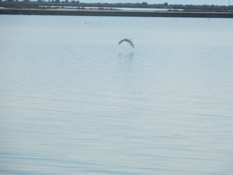 Missalonghi, oiseaux dans le chenal, 26 décembre 2019 (3)