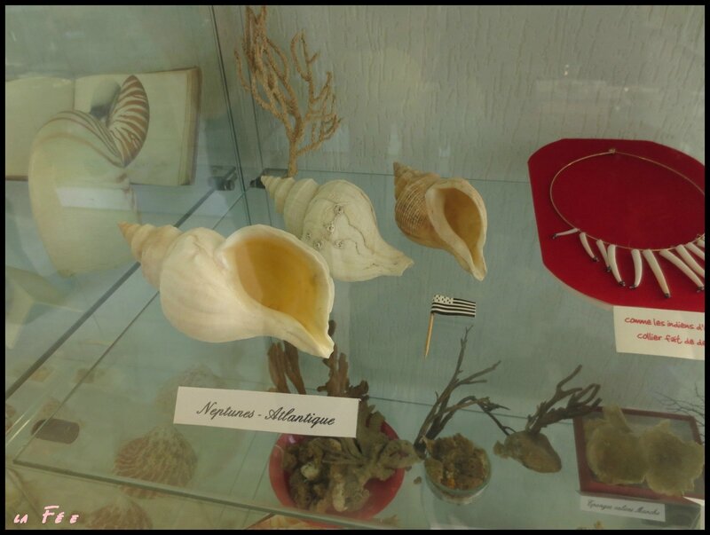 musée des coquillages (5)