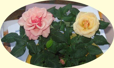 les_deux_roses