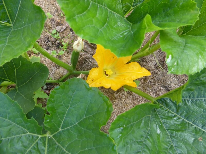 8-courgettes (3)