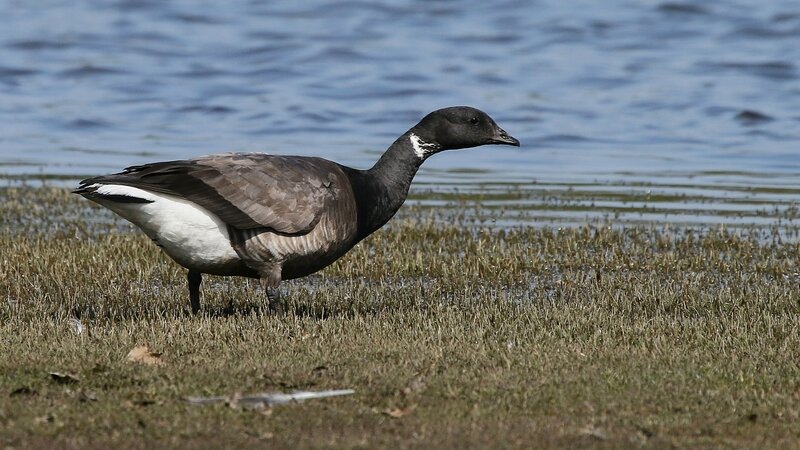 2 BERNACHE Cravant - Branta Bernida