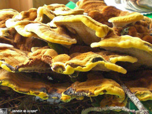 Polyporus_sulfureus