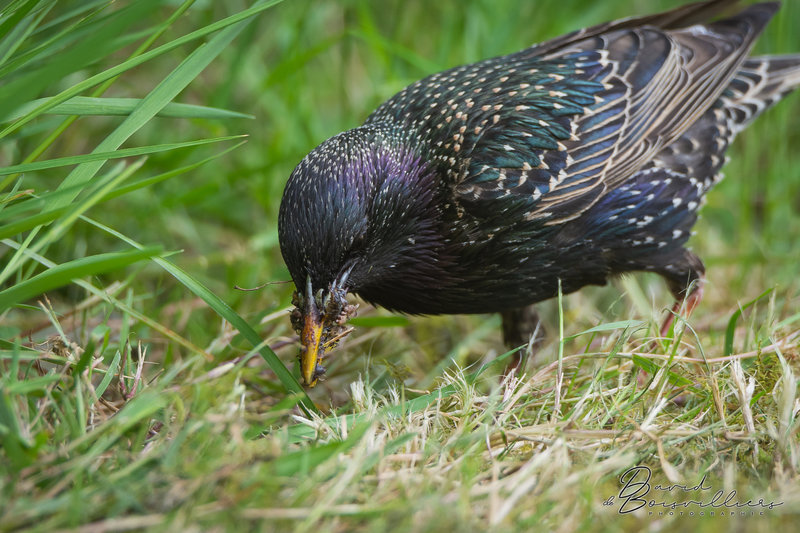 Étourneau sansonnet (Sturnus vulgaris)