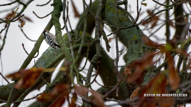 Pic épeichette (Dendrocopos minor - Lesser Spotted Woodpecker)
