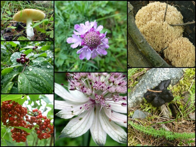 fleurs_champignons_et_cascades