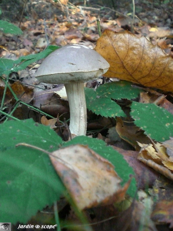 Bolet du bouleau • Leccinum variicolor