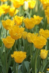 IMG_2493copie2