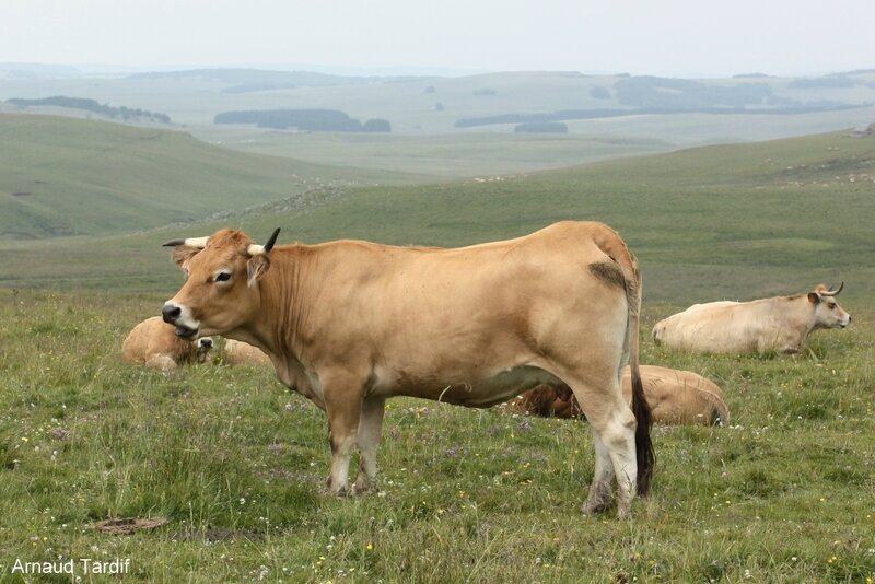 00281 Vache Aubrac - GR60 Après les Rajas blog