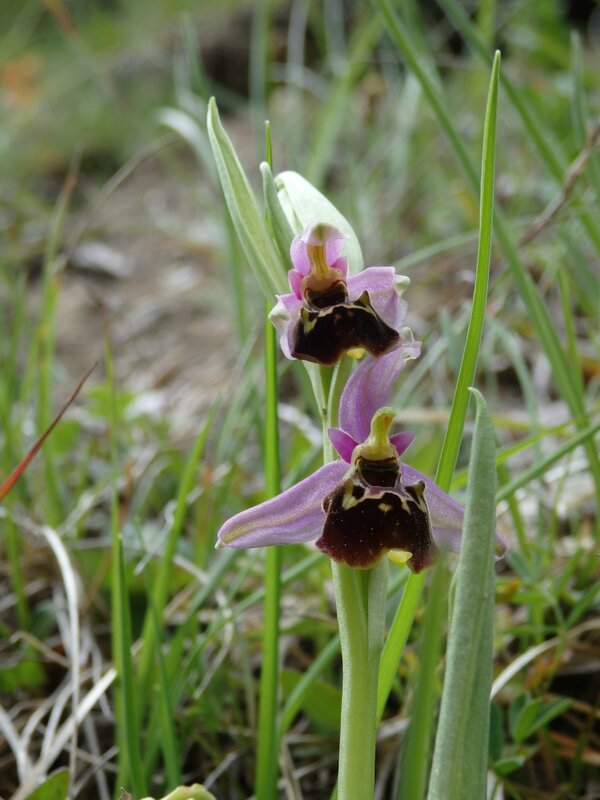 ophrys bourdon (4)