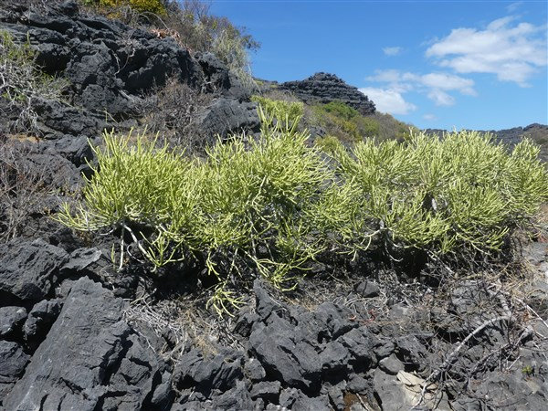 P1130078