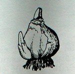 Bulbe_de_tulipe