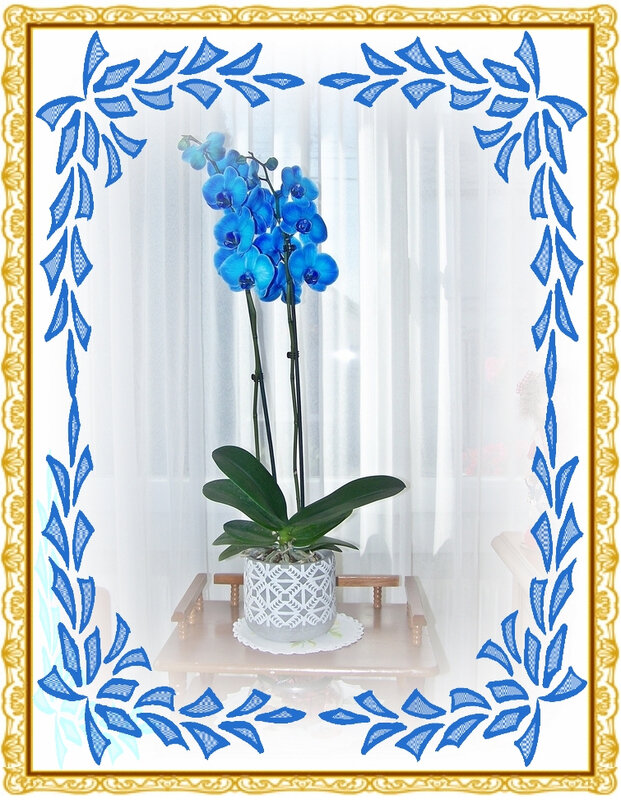Orchidée Bleue Anniversaire offert pa Manu,Lise et les filles 2018 (1)