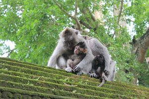 Ubud - Monkey forest (13)