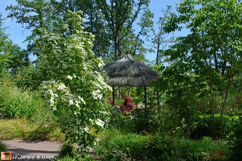 PAT_0162-Cornus-Kousa