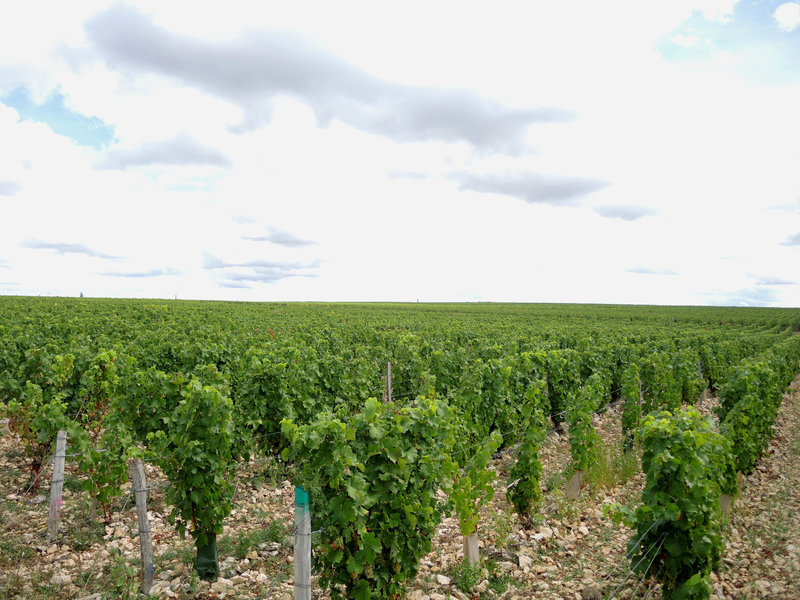 Pouilly-sur-Loire, De Loire en vignes, les vignes de cris, lignes de vignes (58)