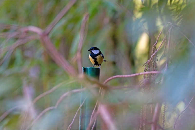 Oiseau mésange charb 050123 2 ym