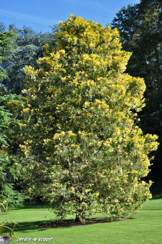 Arbre à encens doré • Calocedrus decurens 'Aureovariegata'