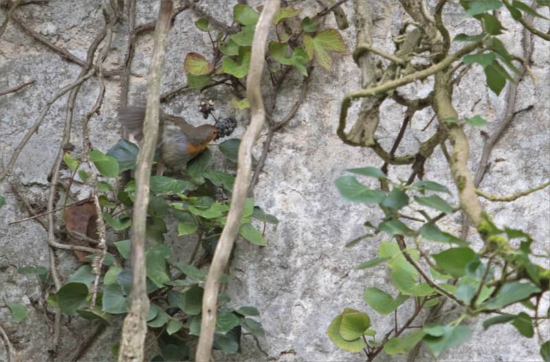 oiseau RG mange lierre 110321