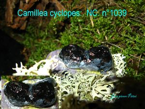 Camillea cyclopes n°1039