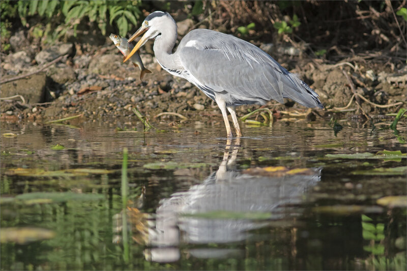 Oiseau héron gros poisson 14 110920 ym