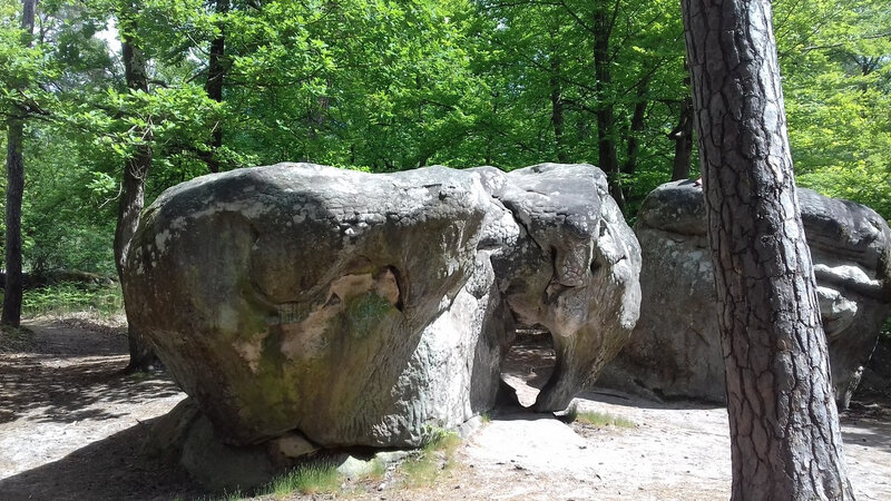 forêt de Barbizon, l'éléphant