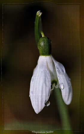 Perce__Neige__3_