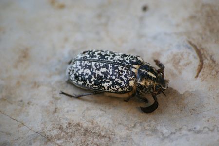 scarabée noir & blanc (1)