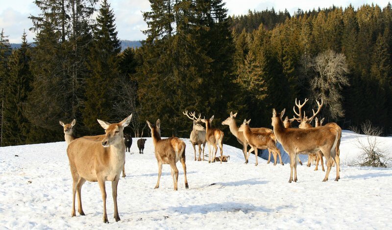 Parc nordique et balade 037