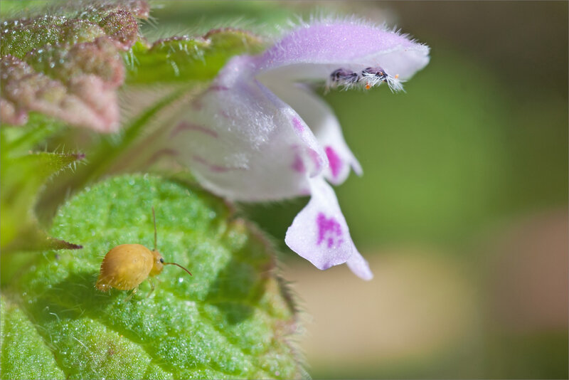 SM mur 230319 collembole fleur ym 7